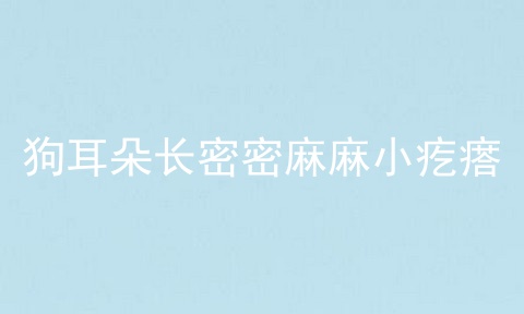 狗耳朵长密密麻麻小疙瘩