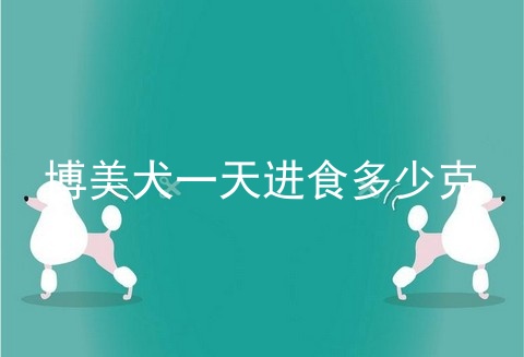 博美犬一天进食多少克