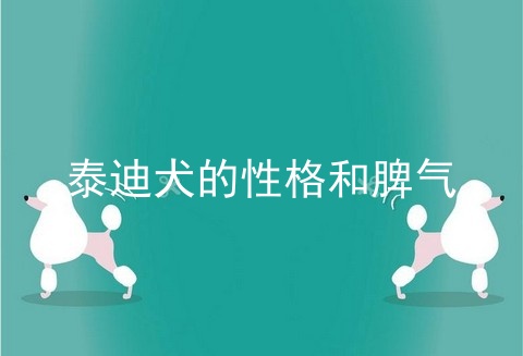 泰迪犬的性格和脾气