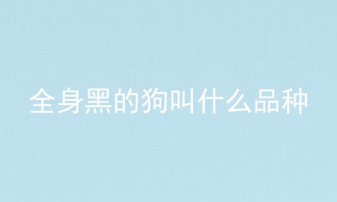 全身黑的狗叫什么品种
