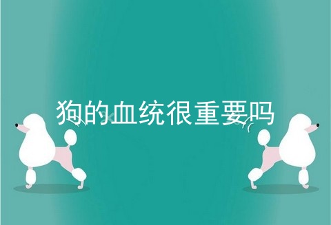 狗的血统很重要吗