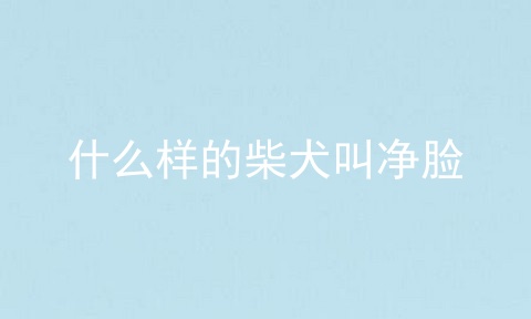 什么样的柴犬叫净脸