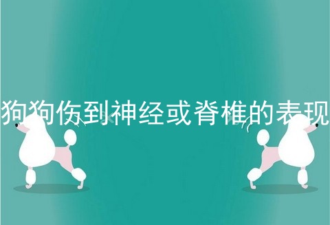狗狗伤到神经或脊椎的表现
