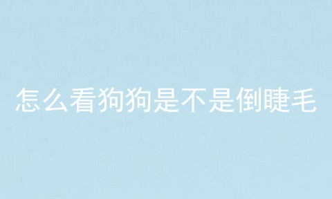 怎么看狗狗是不是倒睫毛