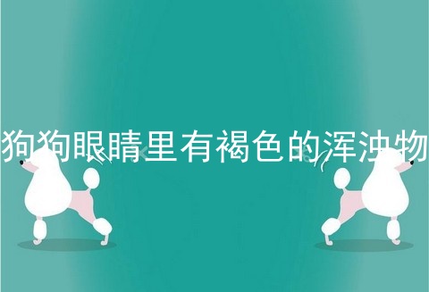 狗狗眼睛里有褐色的浑浊物