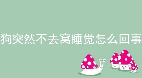 狗突然不去窝睡觉怎么回事