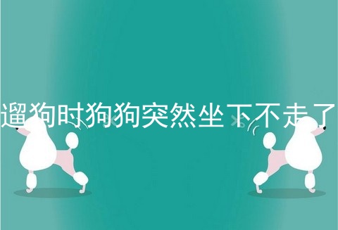遛狗时狗狗突然坐下不走了