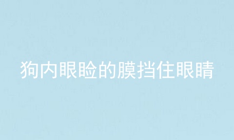 狗内眼睑的膜挡住眼睛