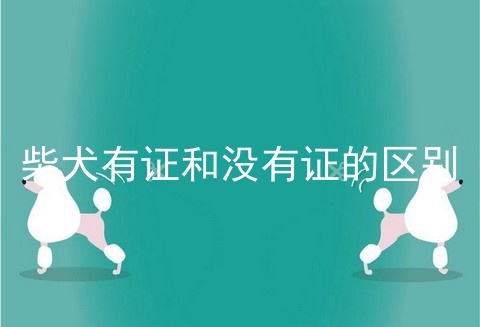 柴犬有证和没有证的区别