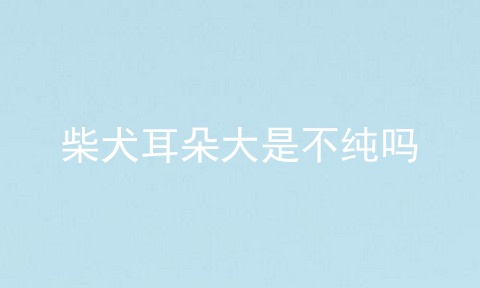 柴犬耳朵大是不纯吗