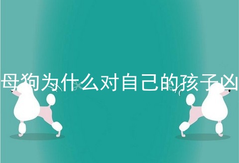 母狗为什么对自己的孩子凶