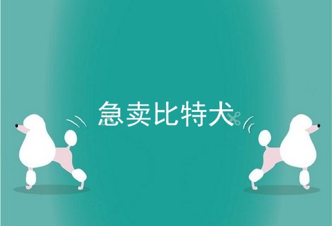 急卖比特犬