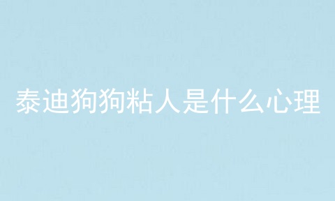 泰迪狗狗粘人是什么心理