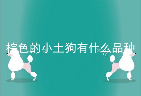 棕色的小土狗有什么品种