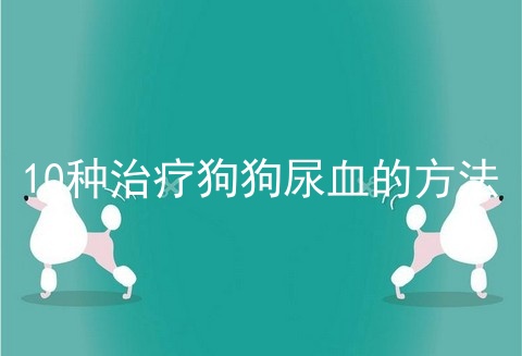 10种治疗狗狗尿血的方法