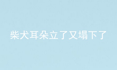 柴犬耳朵立了又塌下了