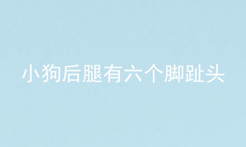 小狗后腿有六个脚趾头