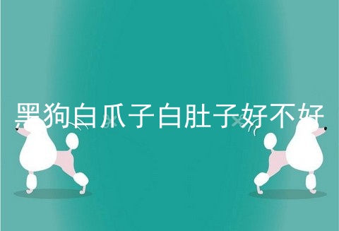 黑狗白爪子白肚子好不好