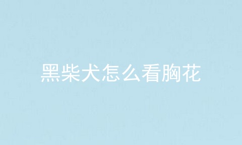 黑柴犬怎么看胸花