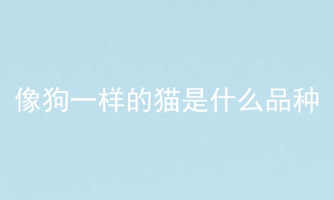 像狗一样的猫是什么品种