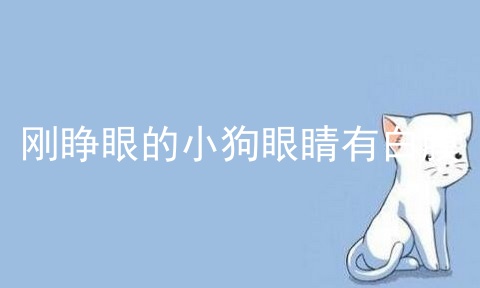 刚睁眼的小狗眼睛有白膜