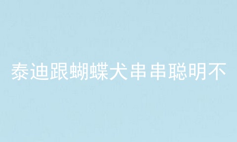 泰迪跟蝴蝶犬串串聪明不