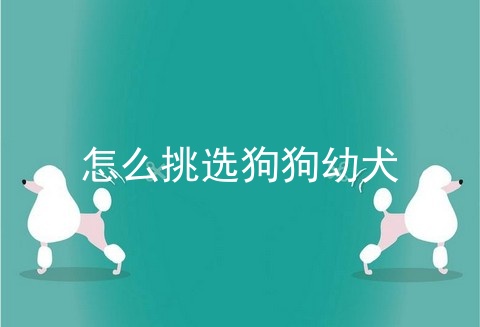 怎么挑选狗狗幼犬