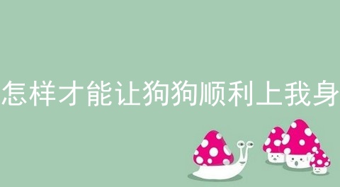 怎么让狗狗与自己变亲近？有什么办法让狗跟自己更亲吗？