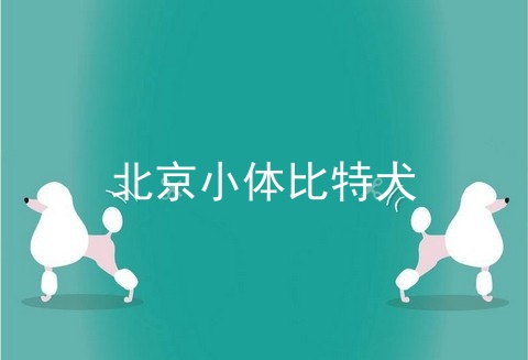 北京小体比特犬