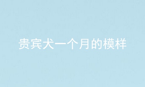 贵宾犬一个月的模样