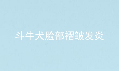 斗牛犬脸部褶皱发炎