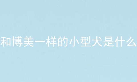和博美一样的小型犬是什么