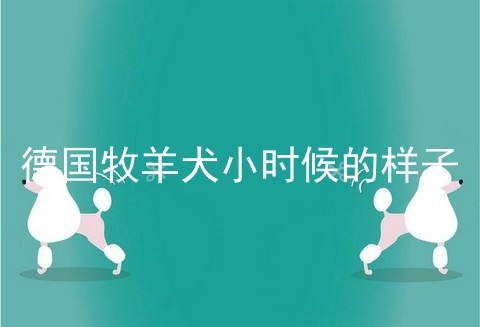 德国牧羊犬小时候的样子