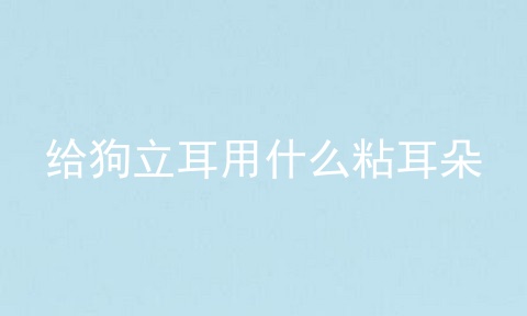 给狗立耳用什么粘耳朵