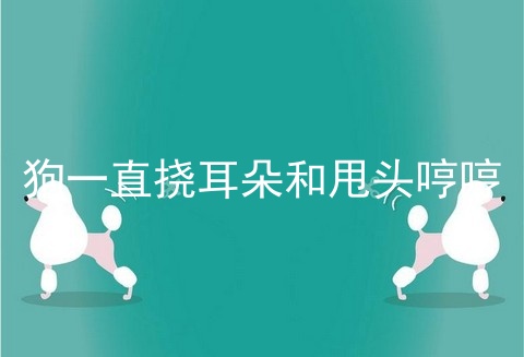 狗一直挠耳朵和甩头哼哼