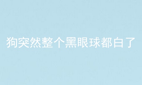 狗突然整个黑眼球都白了