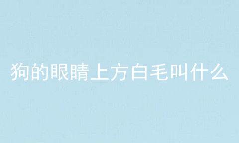 狗的眼睛上方白毛叫什么