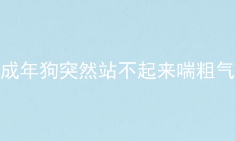 成年狗突然站不起来喘粗气