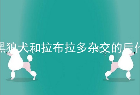 黑狼犬和拉布拉多杂交的后代