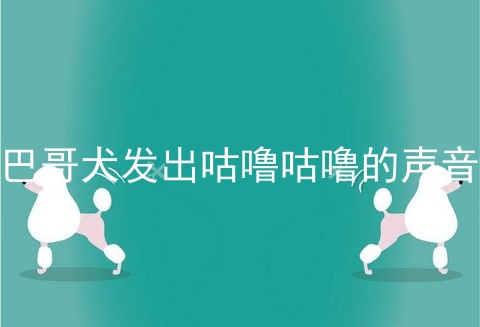 巴哥犬发出咕噜咕噜的声音