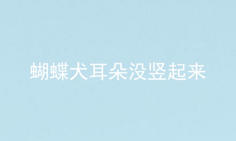 蝴蝶犬耳朵没竖起来