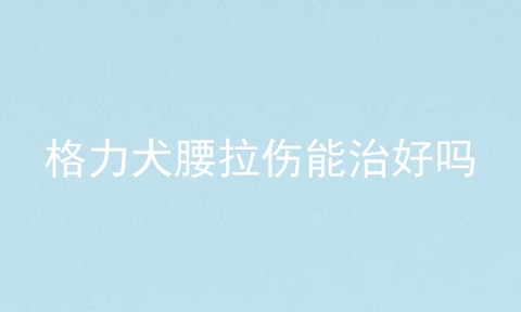 格力犬腰拉伤能治好吗