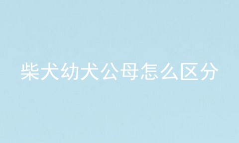 柴犬幼犬公母怎么区分