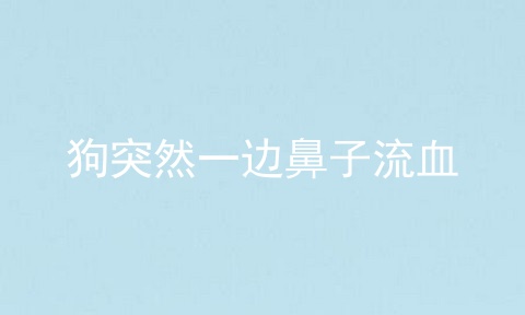 狗突然一边鼻子流血