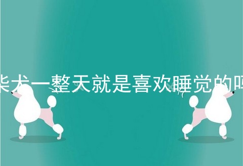 柴犬一整天就是喜欢睡觉的吗
