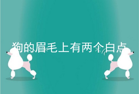 狗的眉毛上有两个白点