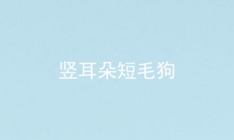 竖耳朵短毛狗