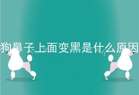 狗鼻子上面变黑是什么原因