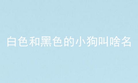 白色和黑色的小狗叫啥名