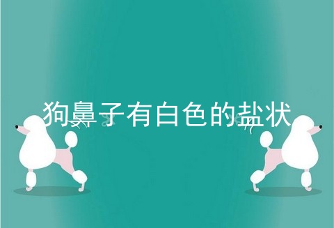 狗鼻子有白色的盐状